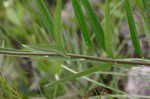 Longleaf milkweed